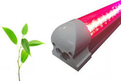 => Кожна рослина індивідуально, але вимоги до світла дуже схожі, що дозволило створити певний тип фіто світлодіодів і запустити їх в широке використання